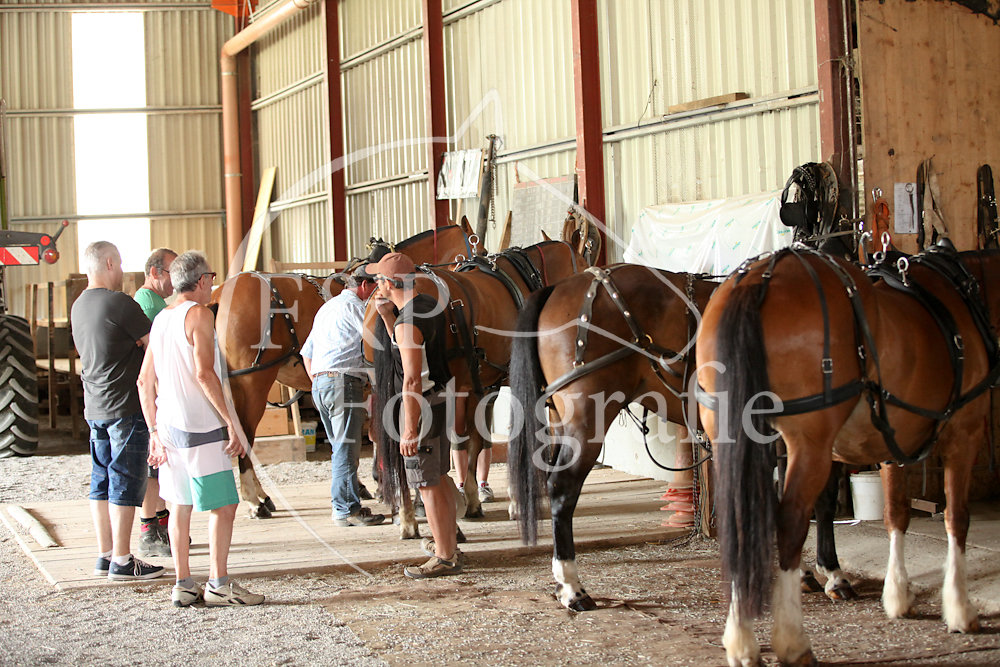 FM Haute-Broye Vorbereitung Marché-Concours