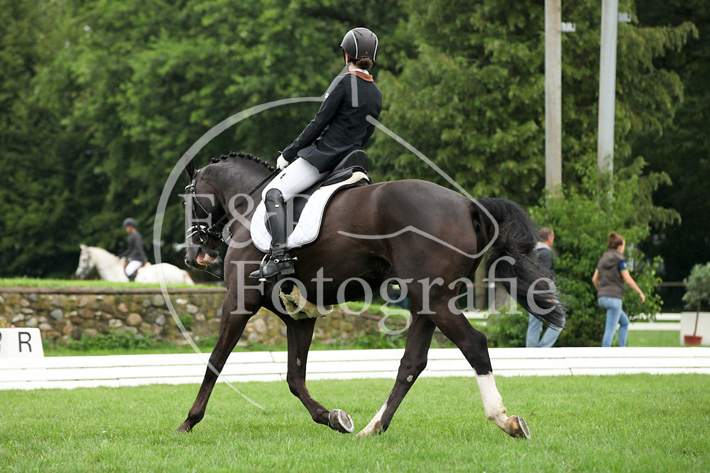 Dressage P4 L14