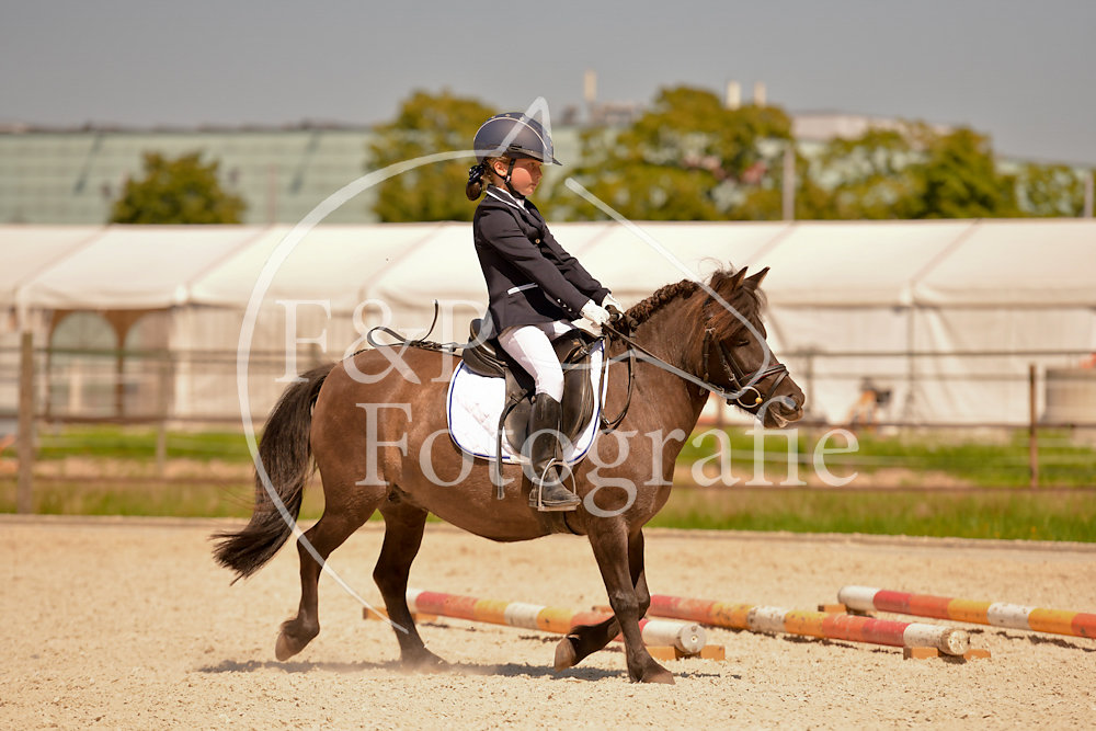 Gehorsam P11 Pony Stufe l